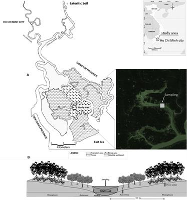 Trace Metal Dynamics in a Tropical Mangrove Tidal Creek: Influence of Porewater Seepage (Can Gio, Vietnam)